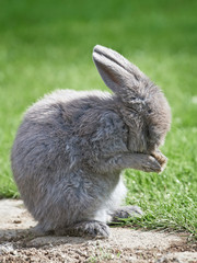 Domestic rabbit (Oryctolagus cuniculus)