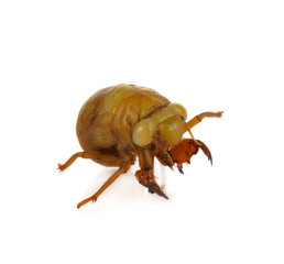 Cicada pupa on white background