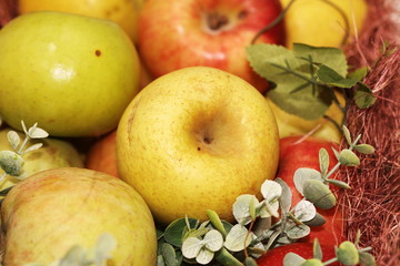 Naklejka na ściany i meble many kinds of apples