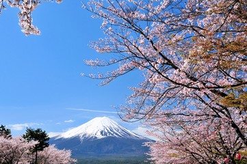 富士山と桜
