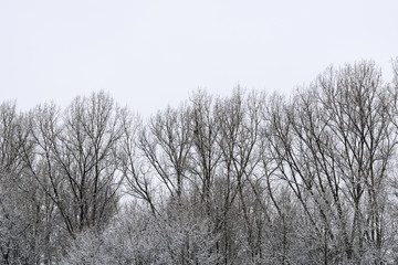 Winterlandschaft und Bäume