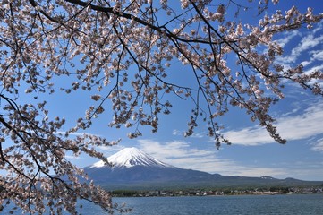 富士山と桜