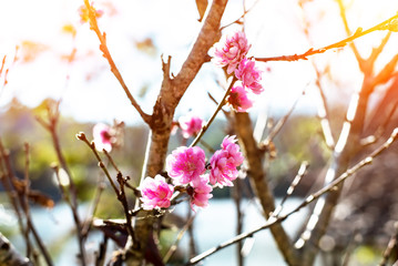 Obraz premium Close up of peach blossom on blue sky background at Chiang Mai, Thailand-Thai Sakura flower