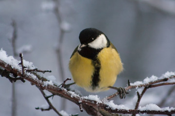Tit on a branch