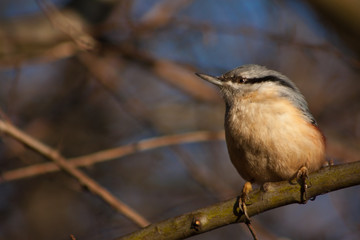 Nuthatch on a branch.