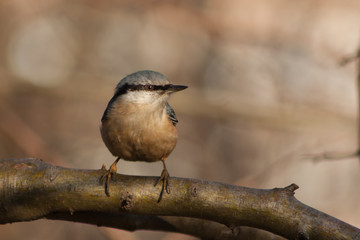 Nuthatch on a branch.