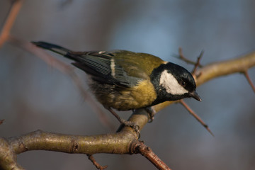 Tit on a branch