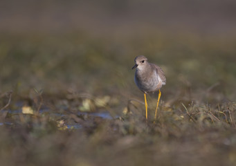 White tailed lapwing (Vanellus leucurus)