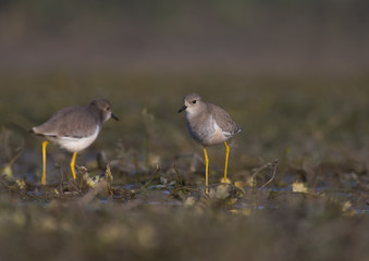 Pair of White-tailed lapwing (Vanellus leucurus)