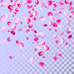 Falling rose petals isolated on white background. Vector flying flower pink petals.