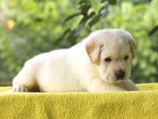 the little labrador puppy on a yellow background