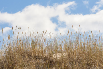 Obraz premium beautiful view of the coastal dunes