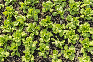 Growing vegetable in a farm