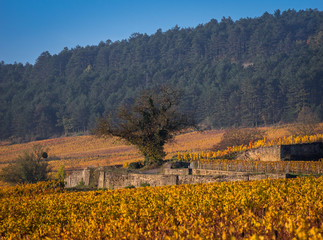 Côte de Beaune en Bourgonge