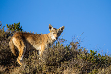 Kojote (Canis latrans) in der Golden Gate National Recreation Area nördlich von San Francisco, Kalifornien, USA.
