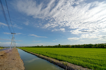 Paddy canal