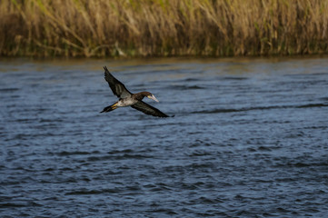 Brown Booby in Flight