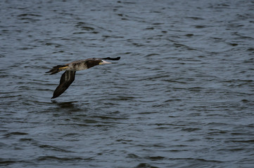 Brown Booby in Flight