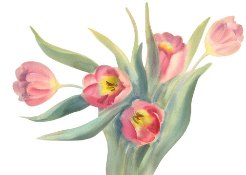 rose tulips isolated watercolor