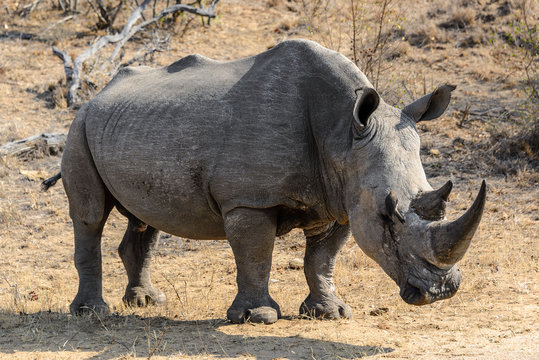 White rhino or square-lipped rhino (Ceratotherium simum) in Kruger National Park, South Africa