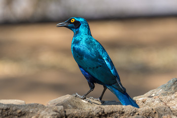 Shiny blue starling in Kruger National Park, South Africa