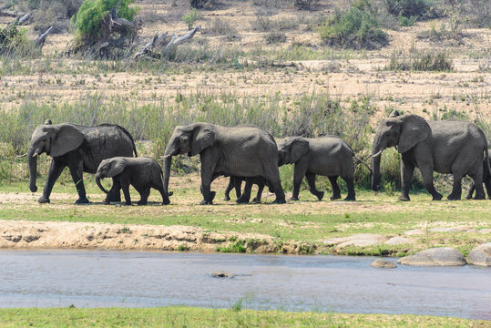 Herd of elephants, Kruger National Park, South Africa