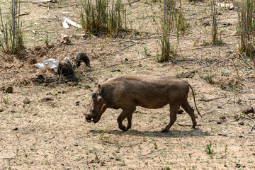 Warthog  in Kruger National Park, South Africa, South Africa
