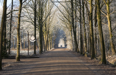 couple walking in winter foest