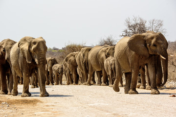 Elephant Herd approaching