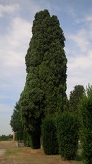 grande albero verde