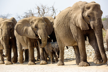 Family group of elephants passing close by