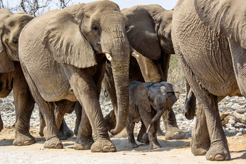 elephant family group on the move © jtplatt