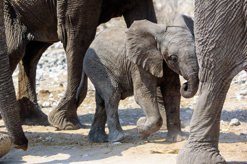 Adorable elephant calf on the march