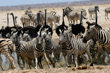 Fototapeta na wymiar Zebras panic at the waterhole