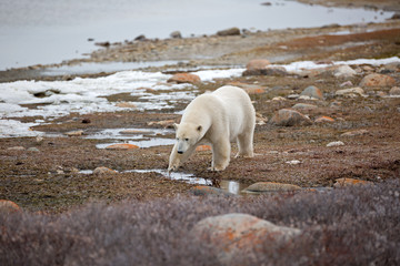 Eisbär