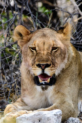 Obraz na płótnie Canvas Lioness close up