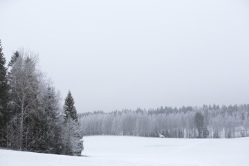 Winter wonderland in Finland on a foggy morning. Layers of forests on a wintry scene.
