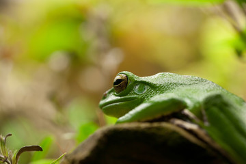 macro shot of a small green tree frog