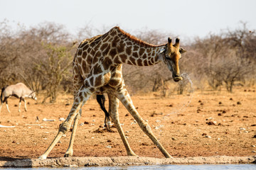 Naklejka na ściany i meble giraffe lifting its head after drinking