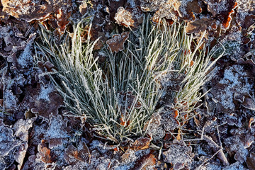 Frozen green grass and brown leaves