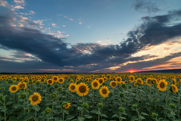 Fototapeta premium Sunflower field at sunset