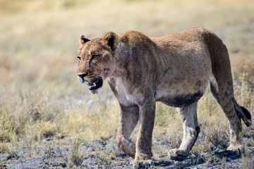 Lioness just passing