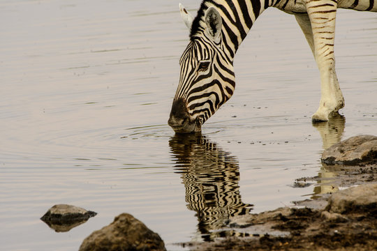 Head Shot Of A Zebra And Its Reflection Drinking