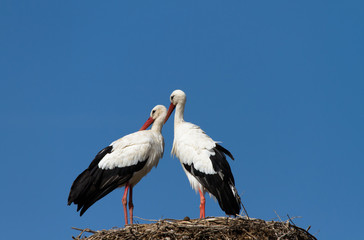 Ein Storchenpaar auf einem grossen Nest in Südspanien