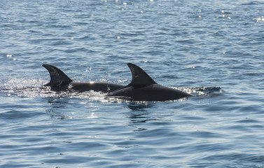 Fototapeta premium Pair of bottlenose dolphins in a tropical ocean