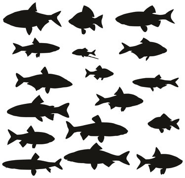 Set of black silhouettes of common river fish