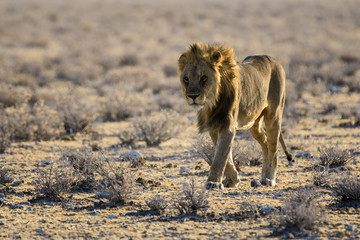 Male lion approachingl