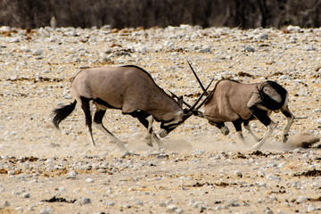Gemsbok feuding