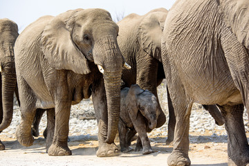 Baby elephant amongst the herd