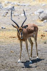 A spectacular male Black faced Impala